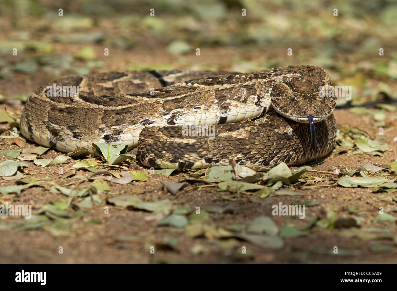 Ein Blätterteig Adder sensing Gerüche in der Luft Stockfoto