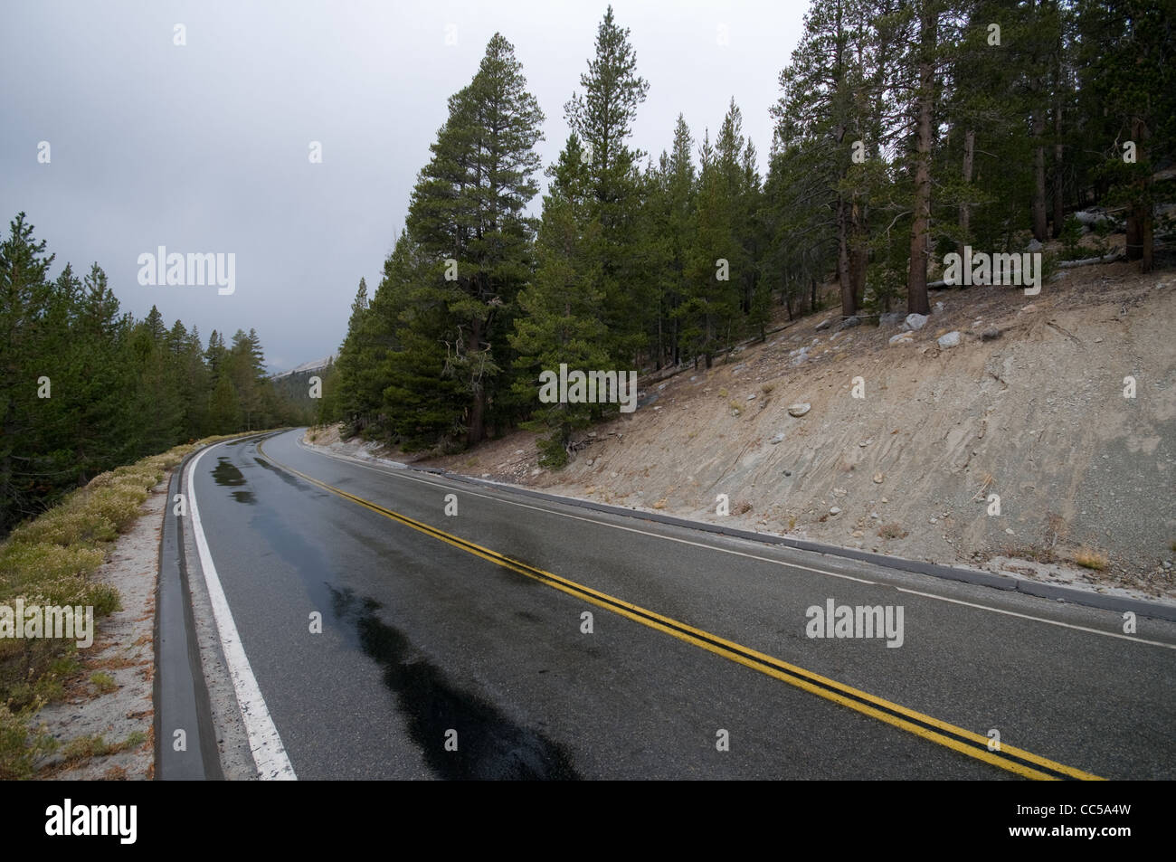 Nasse Asphaltstraße mit gelben Doppellinien Biege nach rechts im Wald von Yosemite Stockfoto