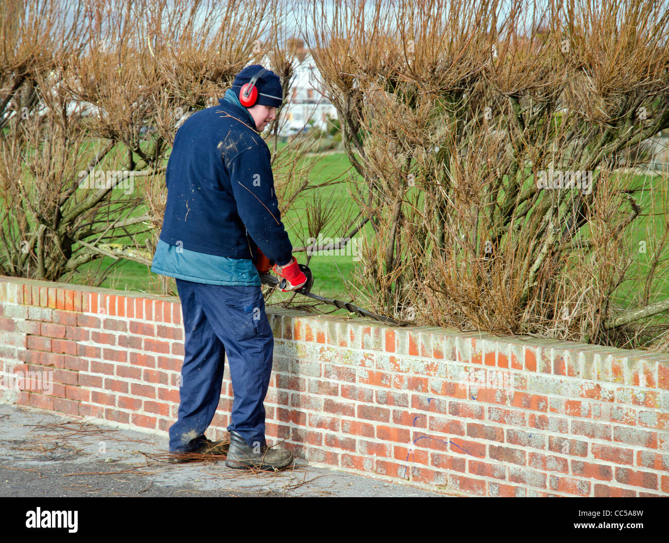 Arbeiter Schneiden der Hecke im Winter in Großbritannien. Stockfoto