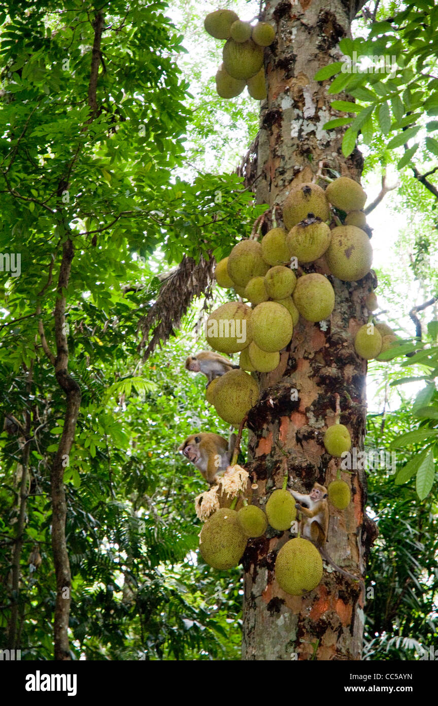 Der Sri-Lankischen Toque Makaken in Udawatta Kele Heiligtum, Kandy, Sri Lanka, Essen Streifenhyänen ((Artocarpus Heterophyllus). Stockfoto