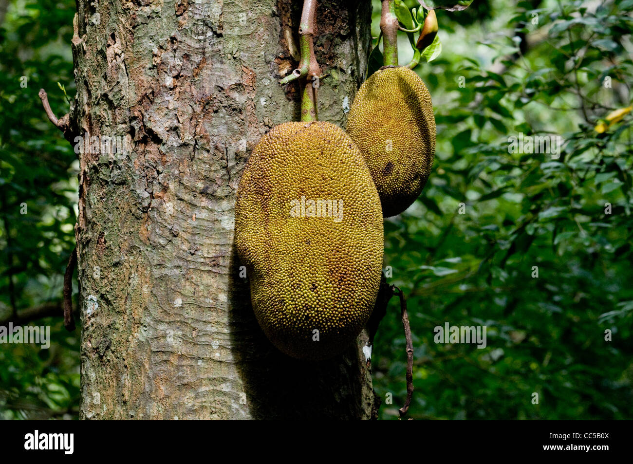 Jackfrüchte (Artocarpus Heterophyllus) in Udawatta Kele Heiligtum, Kandy, Sri Lanka gesehen. Stockfoto