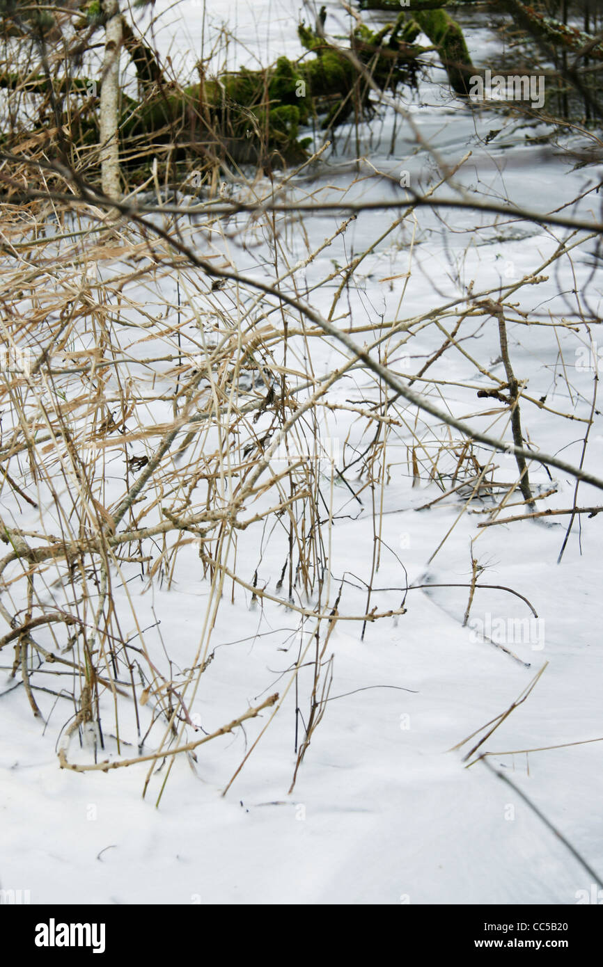 Weißer Schaum auf dem Wasser von einem Seeufer mit Rasen wächst durch Stockfoto