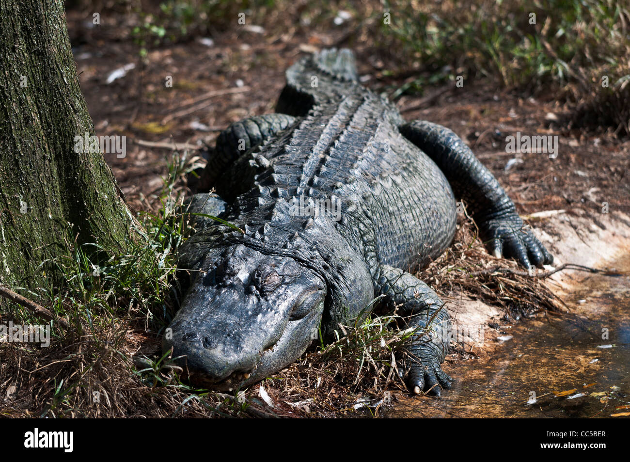 Nahaufnahme von einem Erwachsenen Alligator liegen am Ufer Stockfoto