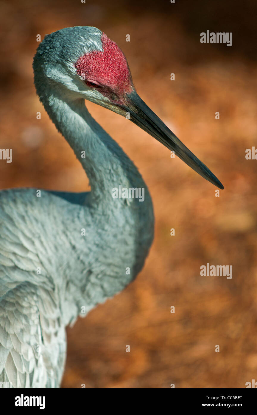 Nahaufnahme der Pflege seiner Federn Sandhill Kran Stockfoto