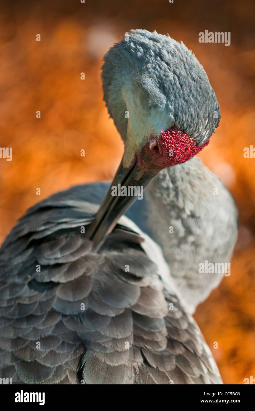 Nahaufnahme der Pflege seiner Federn Sandhill Kran Stockfoto