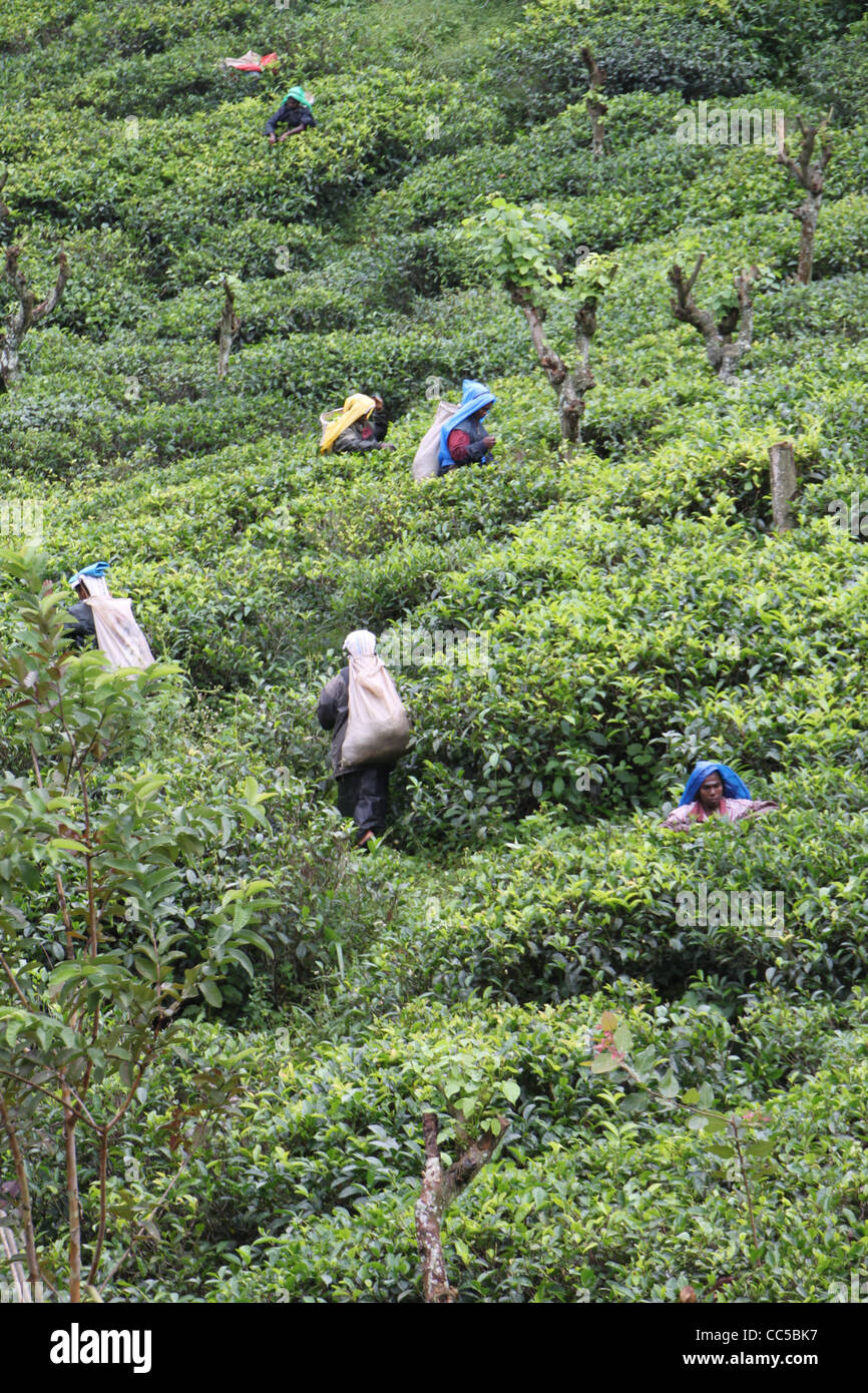 Teepflückerinnen auf Tee-Plantage in der Nähe von Nuwara Eliya, Sri Lanka Stockfoto