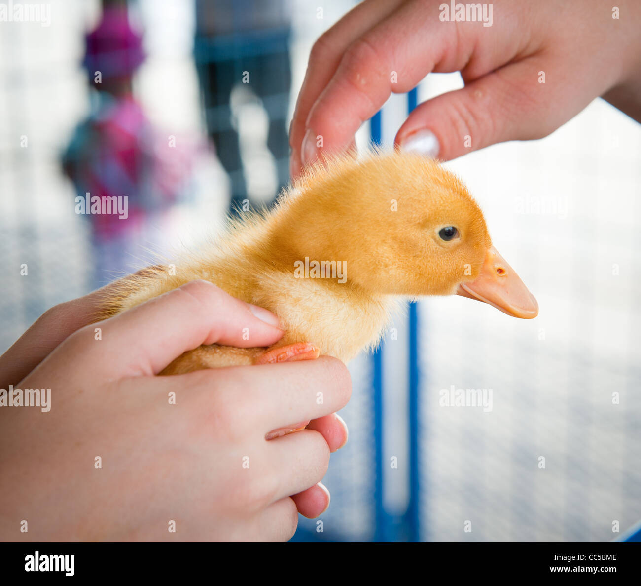 Hand halten, eine Ente und andererseits Ente den Kopf streicheln Stockfoto