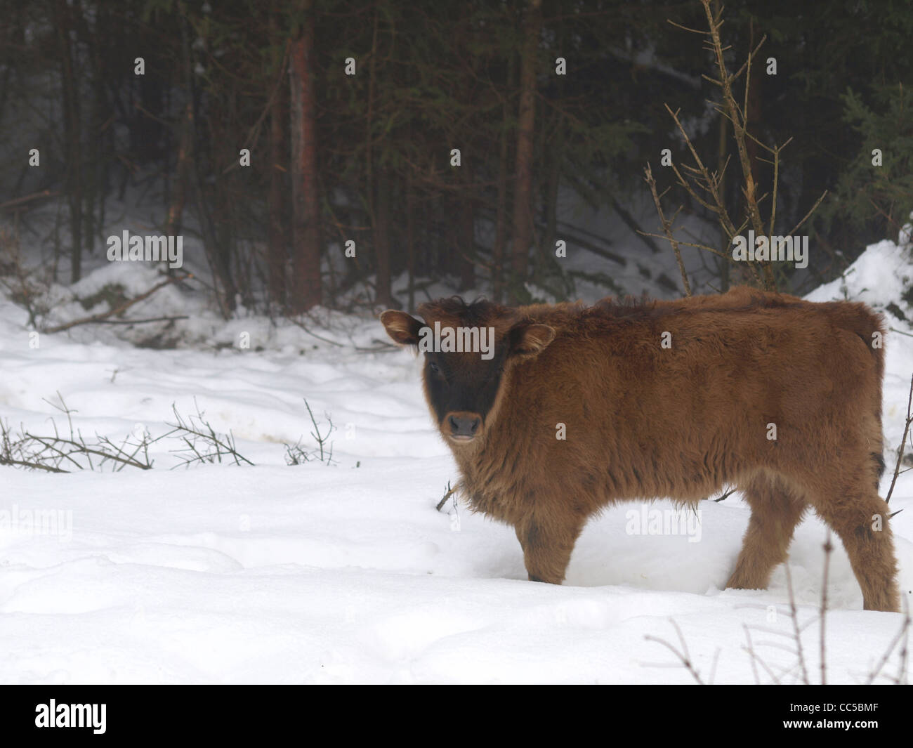 junge Auerochsen im Schnee / Bos Primigenius / Junger Auerochse Im Schnee Stockfoto