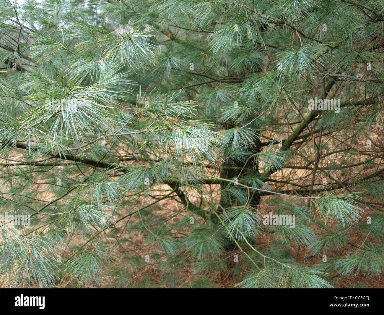 Weymouth-Kiefer / Pinus Strobus / Weymouth-Kiefer Stockfoto