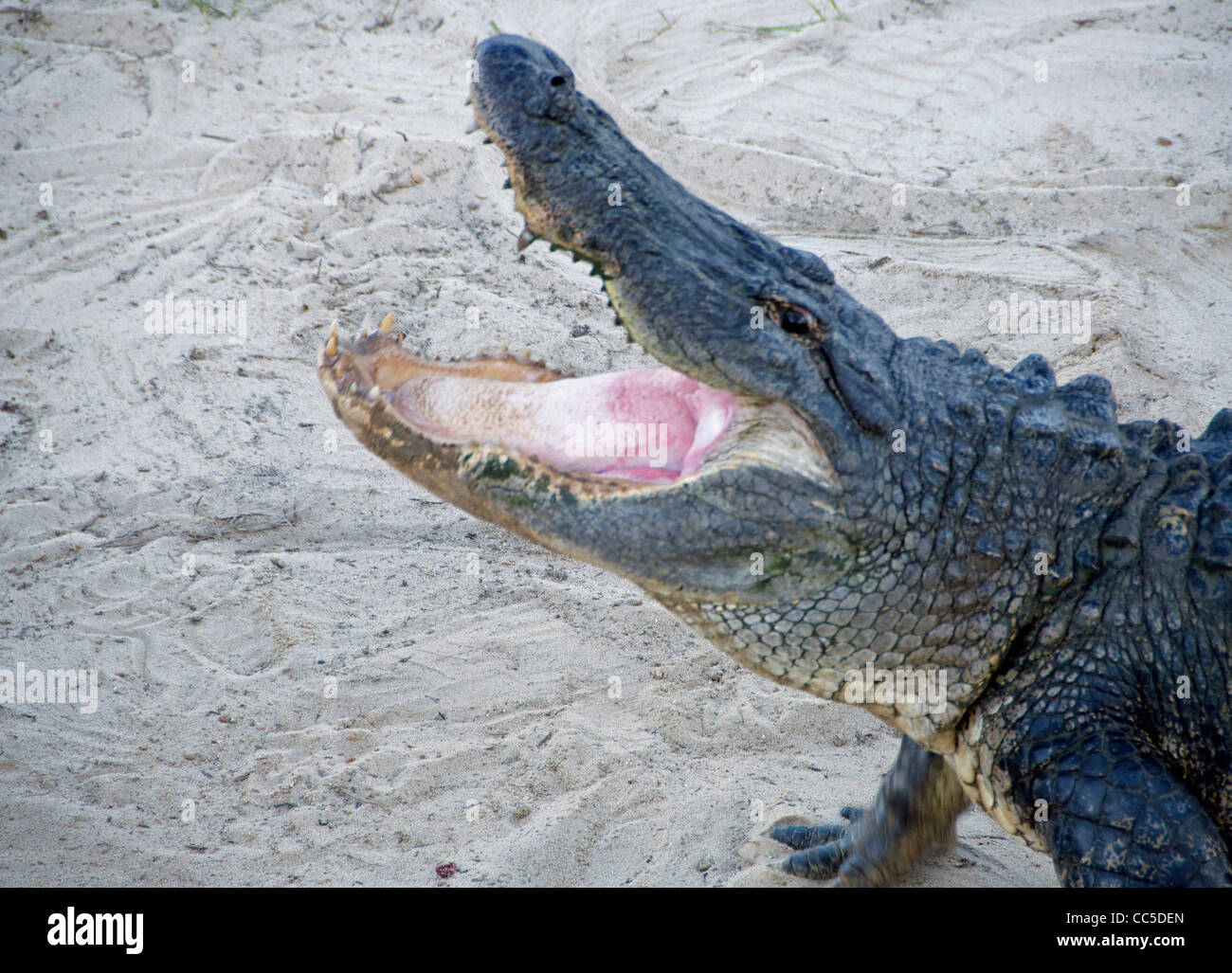 Breites Grinsen Stockfoto
