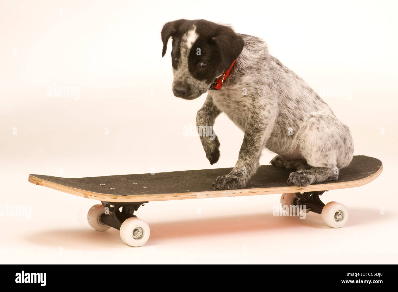 Skate Board Hund. Hängen Sie zehn. Stockfoto