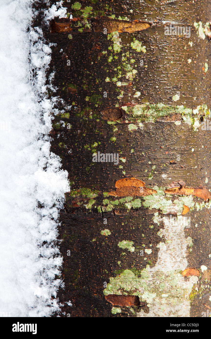 Nassen Baumstamm mit schmelzender Schnee auf der Seite mit viel Textur Stockfoto