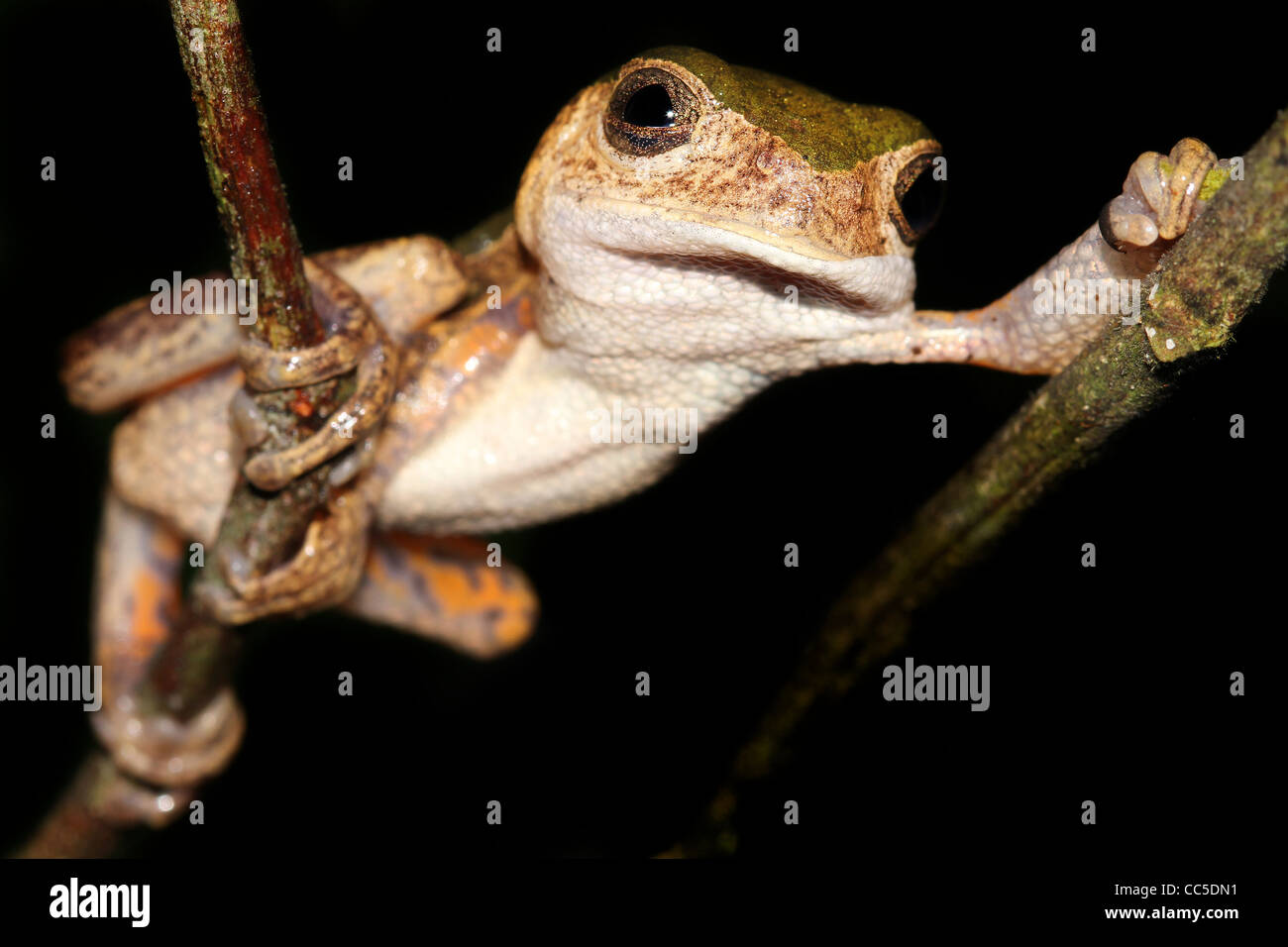 Ein Affe Treefrog (Phyllomedusa Palliata) zum Entspannen in die peruanischen Amazonas lustigen Pose! Isoliert auf schwarz mit Platz für text Stockfoto