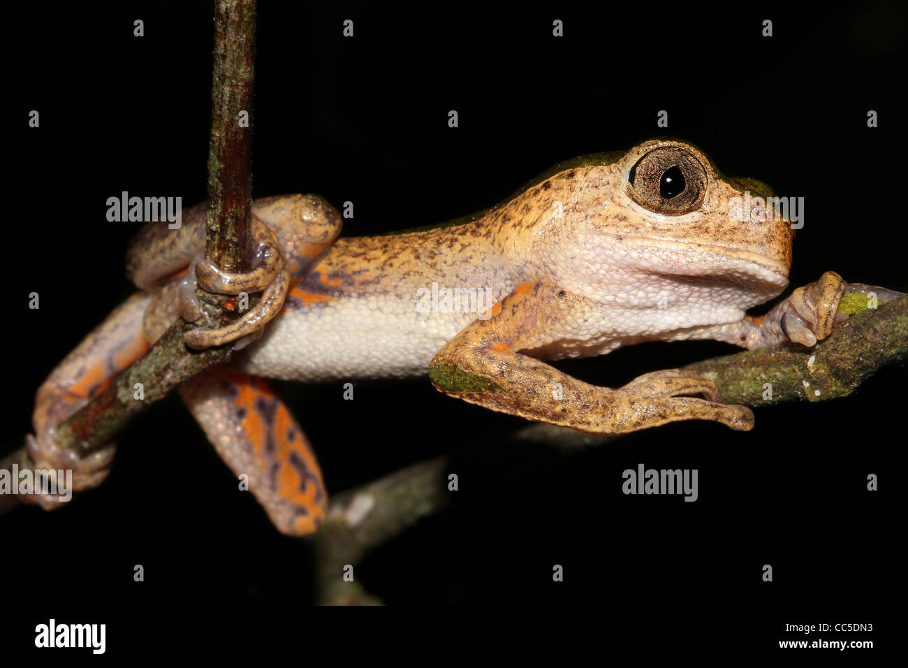 Ein Affe Treefrog (Phyllomedusa Palliata) zum Entspannen in die peruanischen Amazonas lustigen Pose! Isoliert auf schwarz mit Platz für text Stockfoto