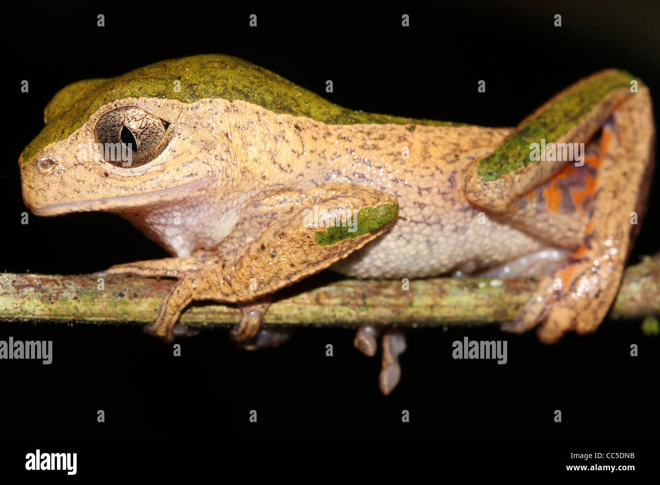 Ein Affe Treefrog (Phyllomedusa Palliata) zum Entspannen in die peruanischen Amazonas lustigen Pose! Isoliert auf schwarz mit Platz für text Stockfoto