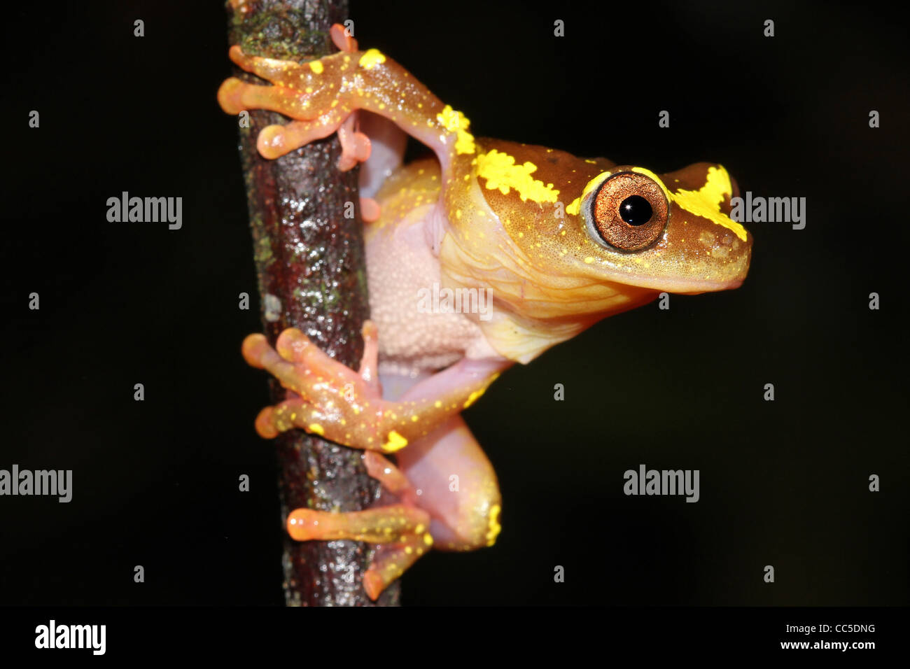 Eine wunderbar lebendige rosa und gelb Sarayacu Treefrog (Dendropsophus Sarayacuensis) in den peruanischen Amazonas isoliert auf schwarz Stockfoto