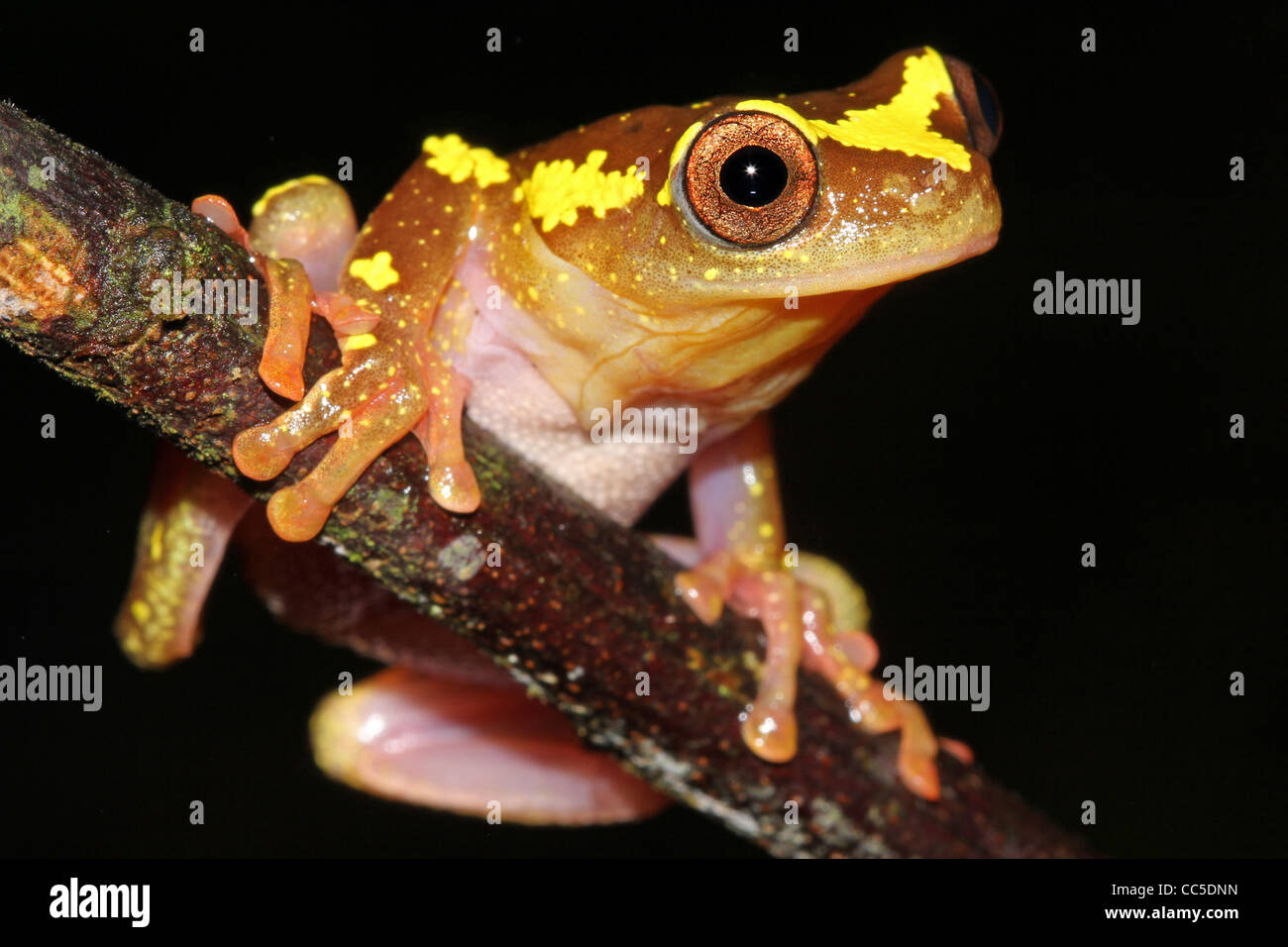 Eine wunderbar lebendige rosa und gelb Sarayacu Treefrog (Dendropsophus Sarayacuensis) in den peruanischen Amazonas isoliert auf schwarz Stockfoto