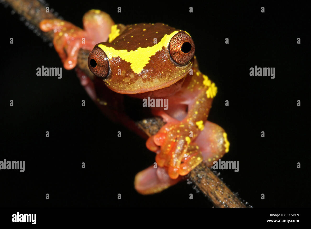 Eine wunderbar lebendige rosa und gelb Sarayacu Treefrog (Dendropsophus Sarayacuensis) in den peruanischen Amazonas isoliert auf schwarz Stockfoto