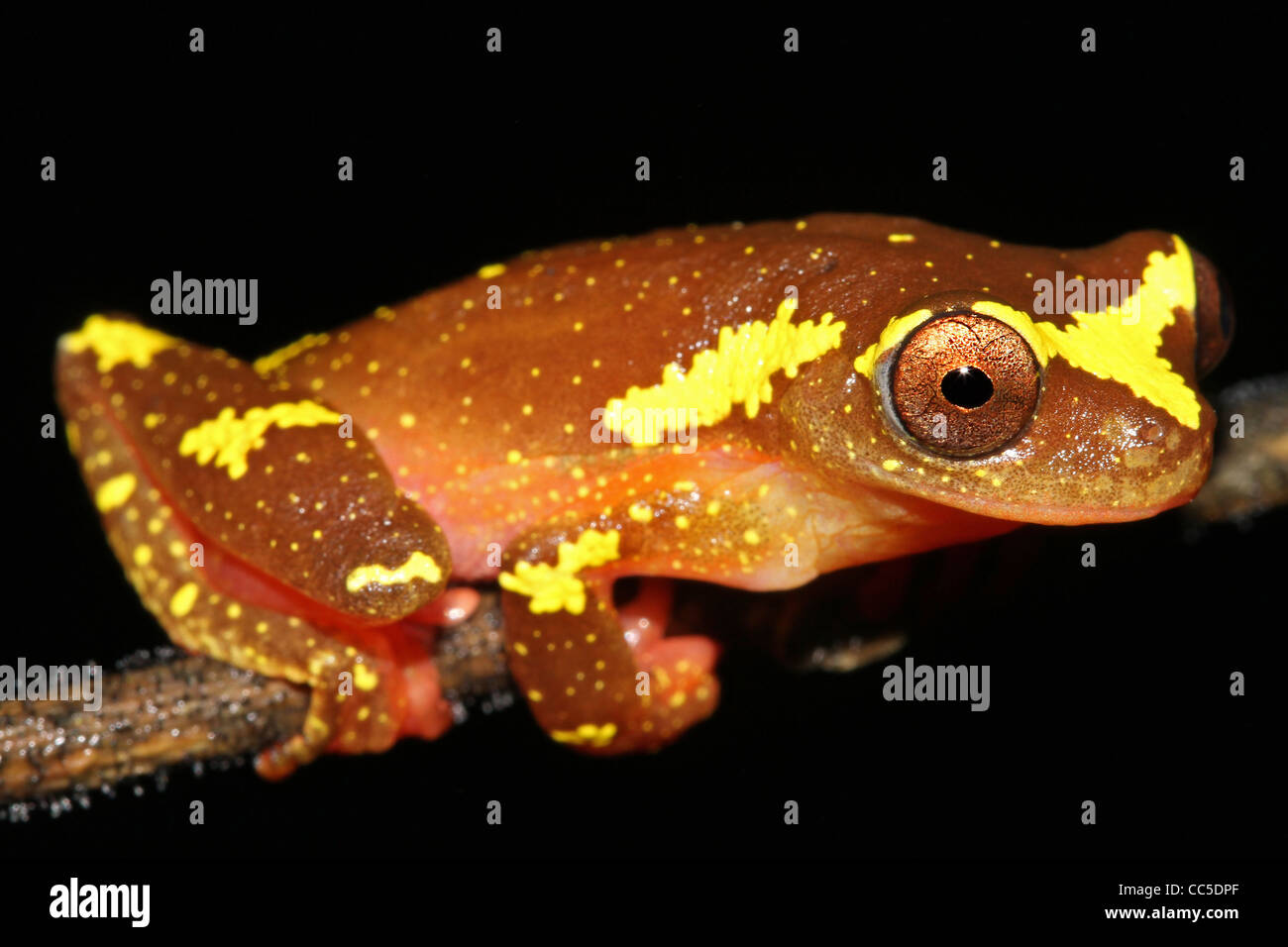 Eine wunderbar lebendige rosa und gelb Sarayacu Treefrog (Dendropsophus Sarayacuensis) in den peruanischen Amazonas isoliert auf schwarz Stockfoto