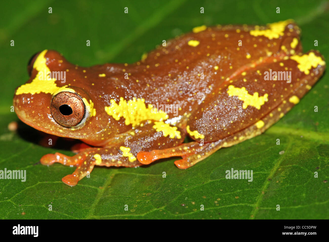 Eine wunderbar lebendige rosa und gelb Sarayacu Treefrog (Dendropsophus Sarayacuensis) in den peruanischen Amazonas isoliert auf grün Stockfoto