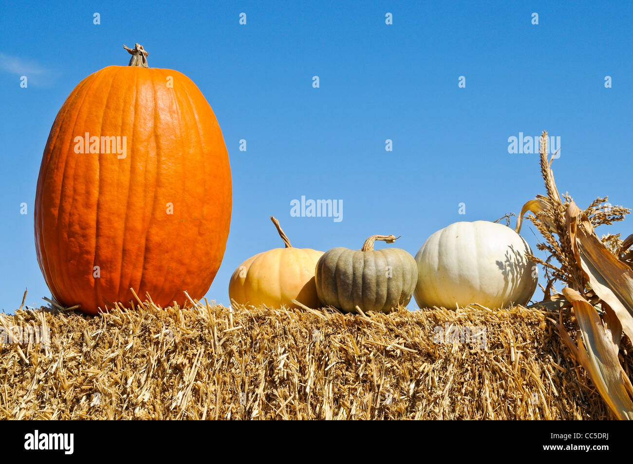 Kürbisse auf dem Display Stockfoto