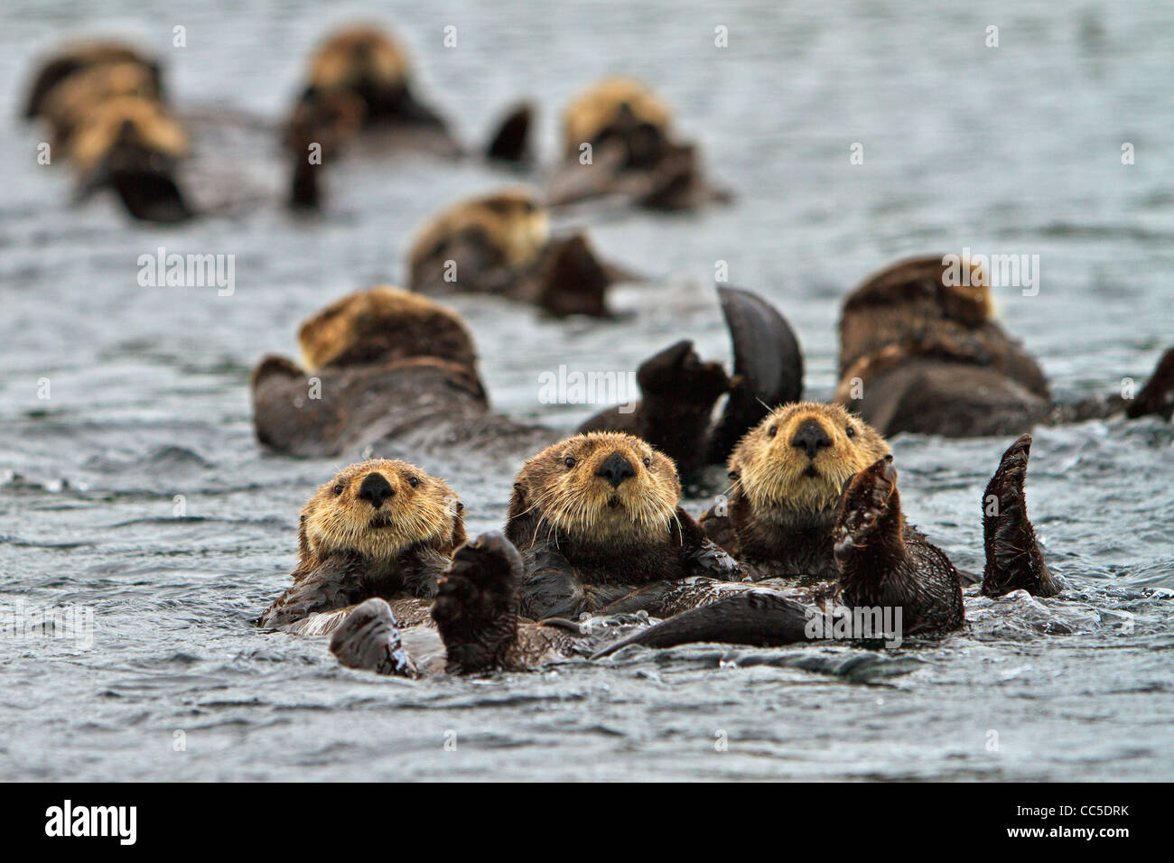 Sea Otter, Enhydra Lutris, gehört zur Familie Wiesel, fotografiert von der Westküste von Nord Vancouver Island, BC Stockfoto