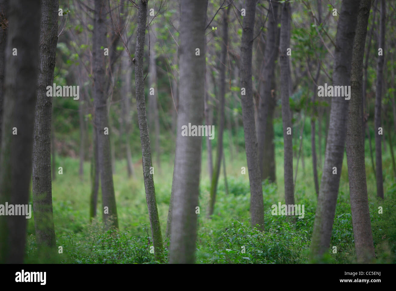 Wald in der Caiguo alte Stadt, Shangcai, Henan, China Stockfoto