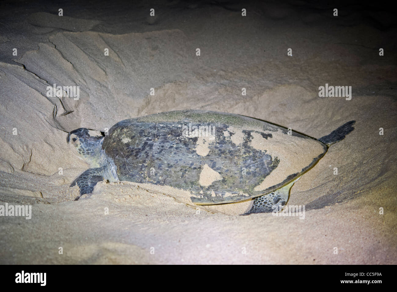 Schildkröte Eier in einem Nest, Ras Al Jinz, Oman Stockfoto