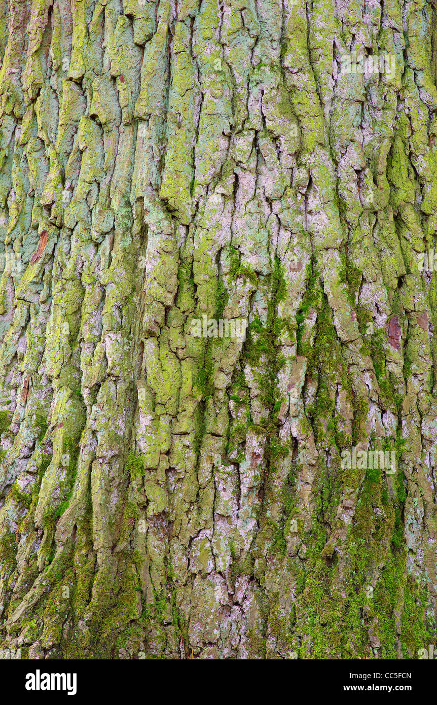 Alte Eiche Stamm bedeckt mit Algen und Moos Quercus robur Stockfoto