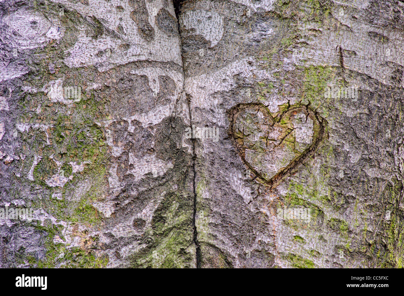 Alte Buche Baumstamm bedeckt mit Algen Fagus sylvatica Stockfoto