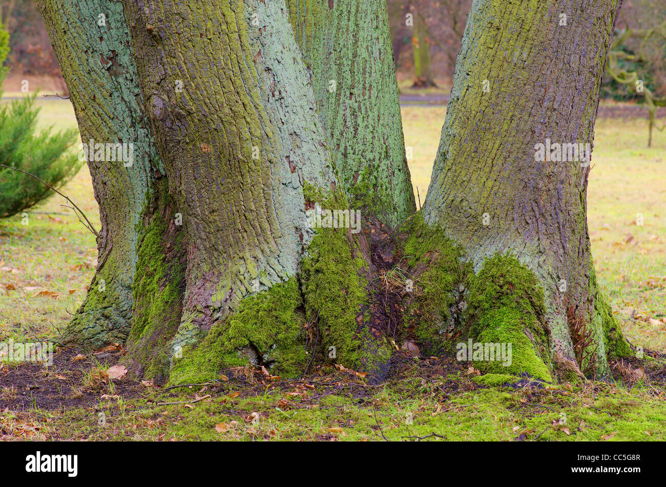 Alten Lime Tree Trunks Tilia cordata Stockfoto