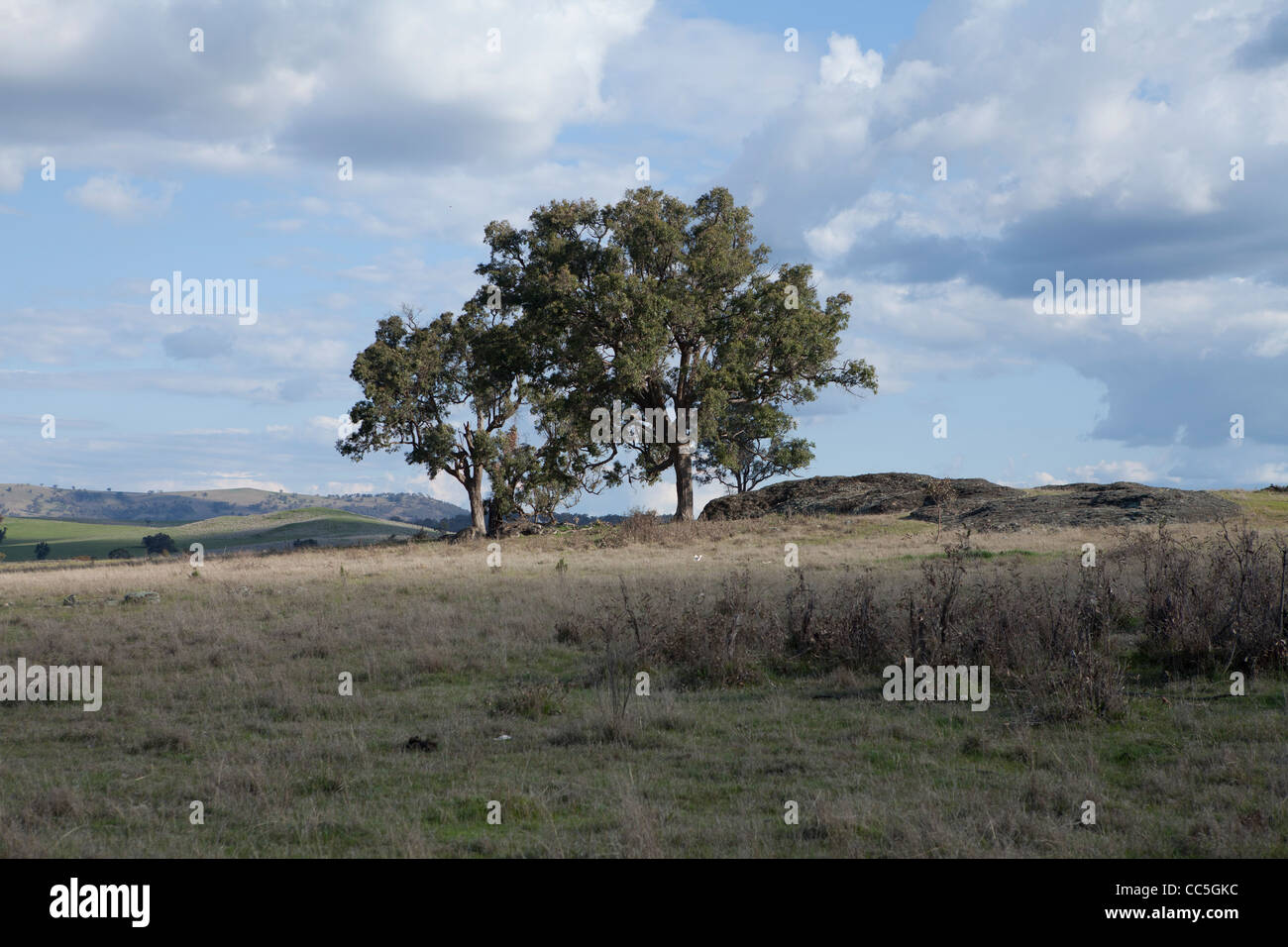 Blick auf das Outback in New South Wales, Australien in der Nähe der kleinen Stadt Lue Stockfoto