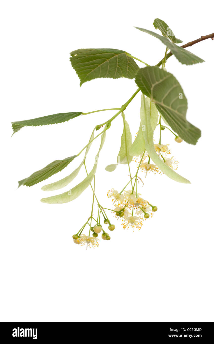 Linden Zweig mit Blättern und Blumen Stockfoto