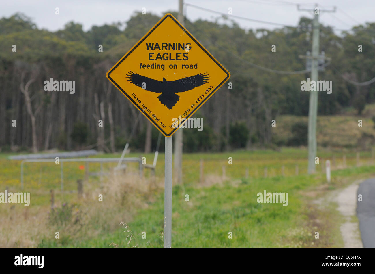 Wedge-tailed Eagle Aquila Audax Straße Warnschild fotografiert in Tasmanien, Australien Stockfoto