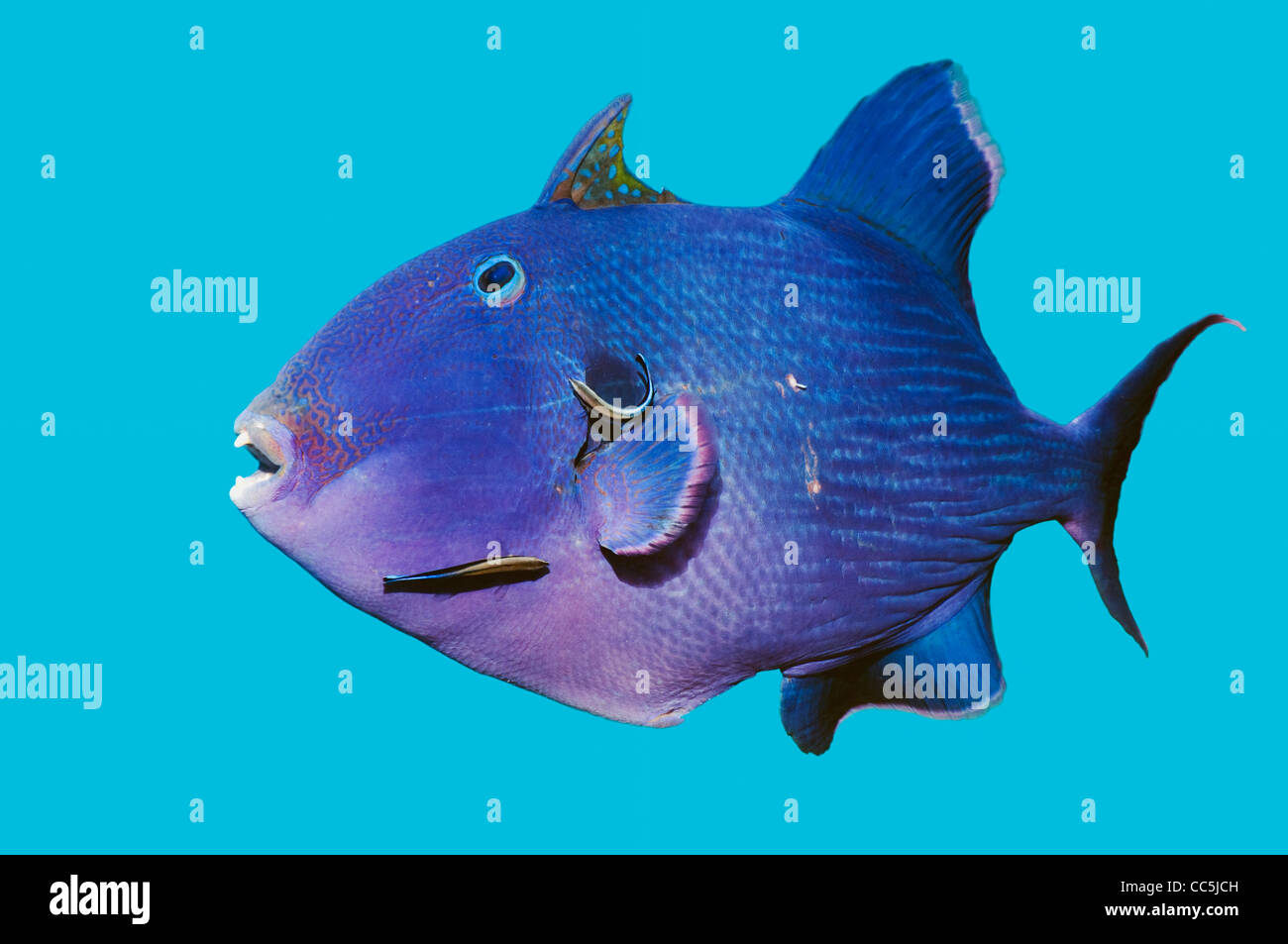Blauer Drückerfisch (Pseudobalistes Fuscus) mit zwei Blueline sauberer Lippfische. Stockfoto