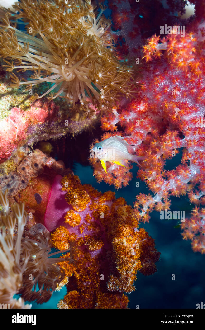 Goldener Riffbarsch (Amblyglyphidodon Aureus) juvenile mit Weichkorallen. Andamanensee, Thailand. Stockfoto