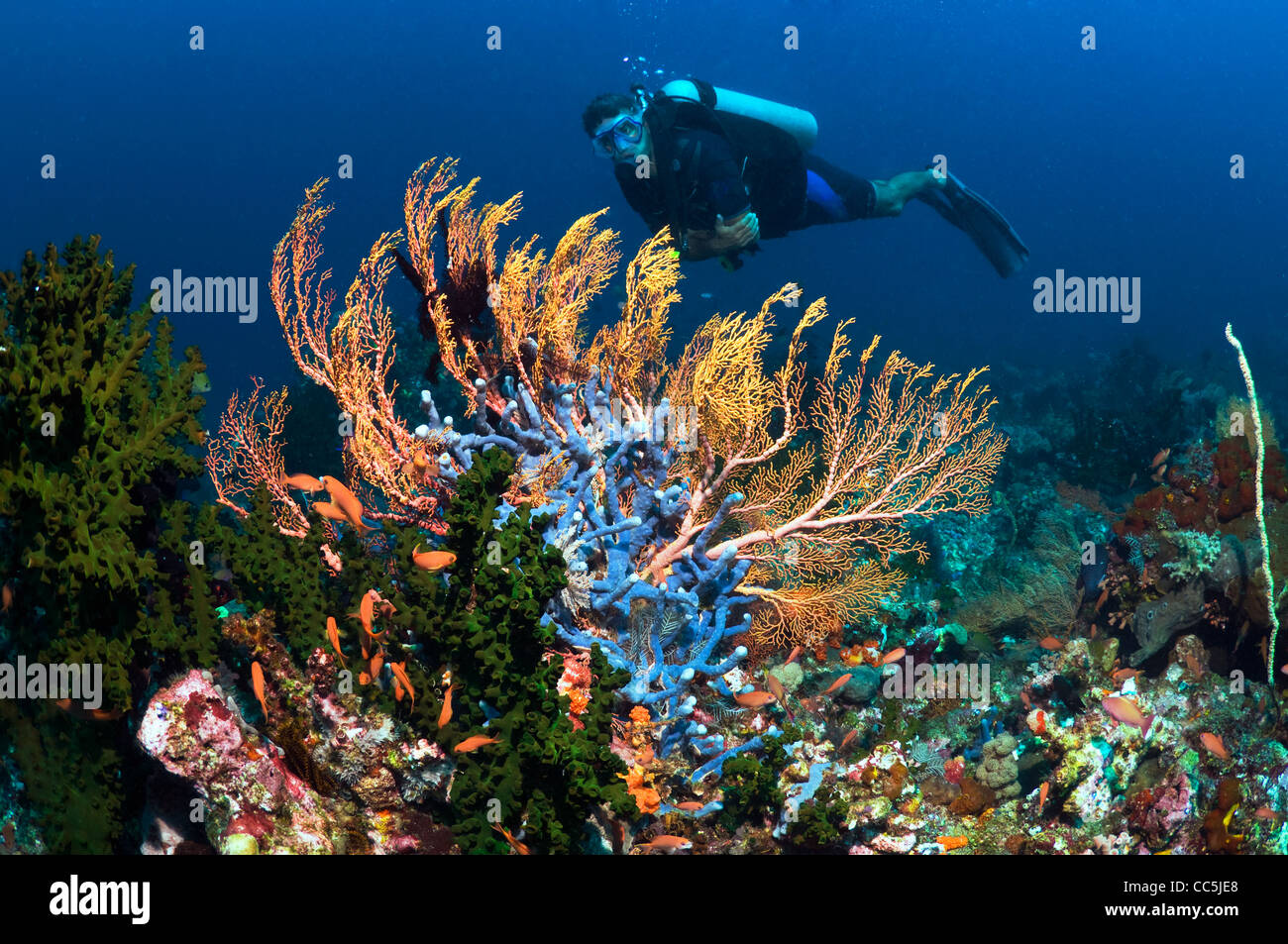 Gorgonien mit Taucher am Korallenriff. Indonesien. Stockfoto