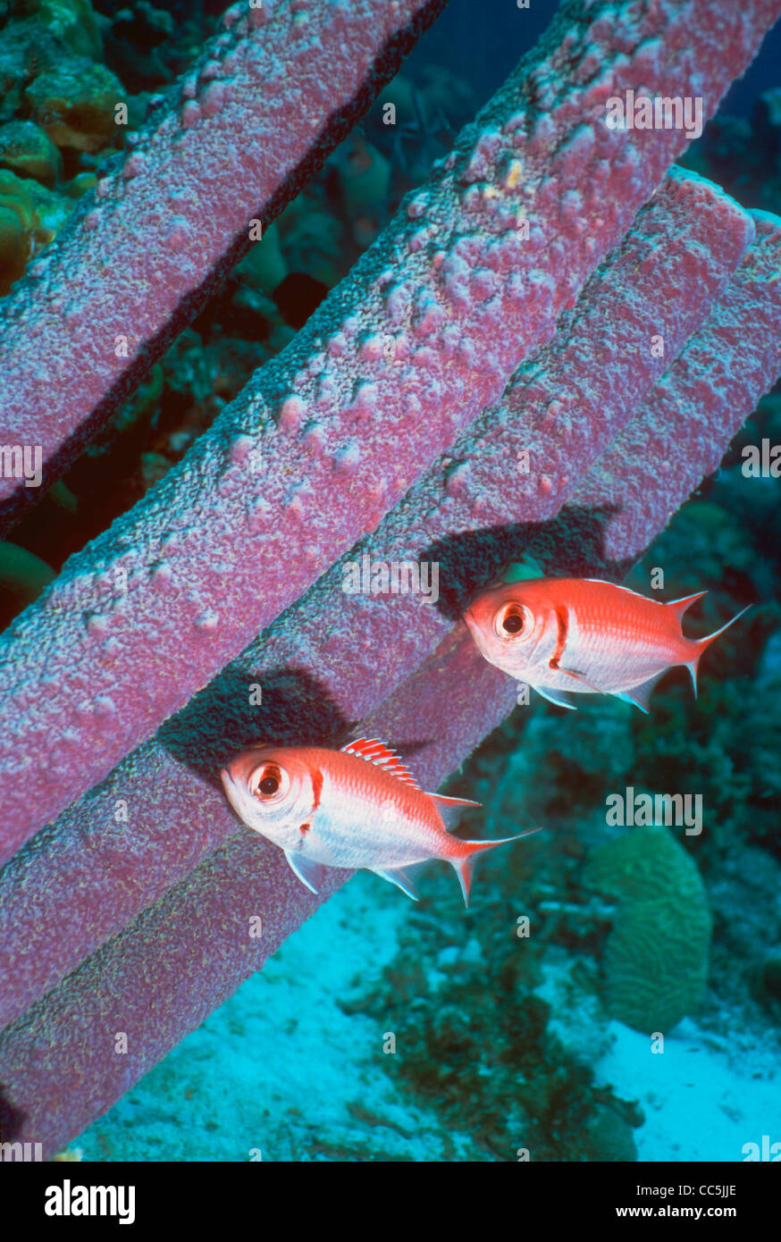 Balken-Soldatenfische mit Ofenrohr Schwämme, Bonaire, Niederländische Antillen, Karibik, Atlantik Stockfoto