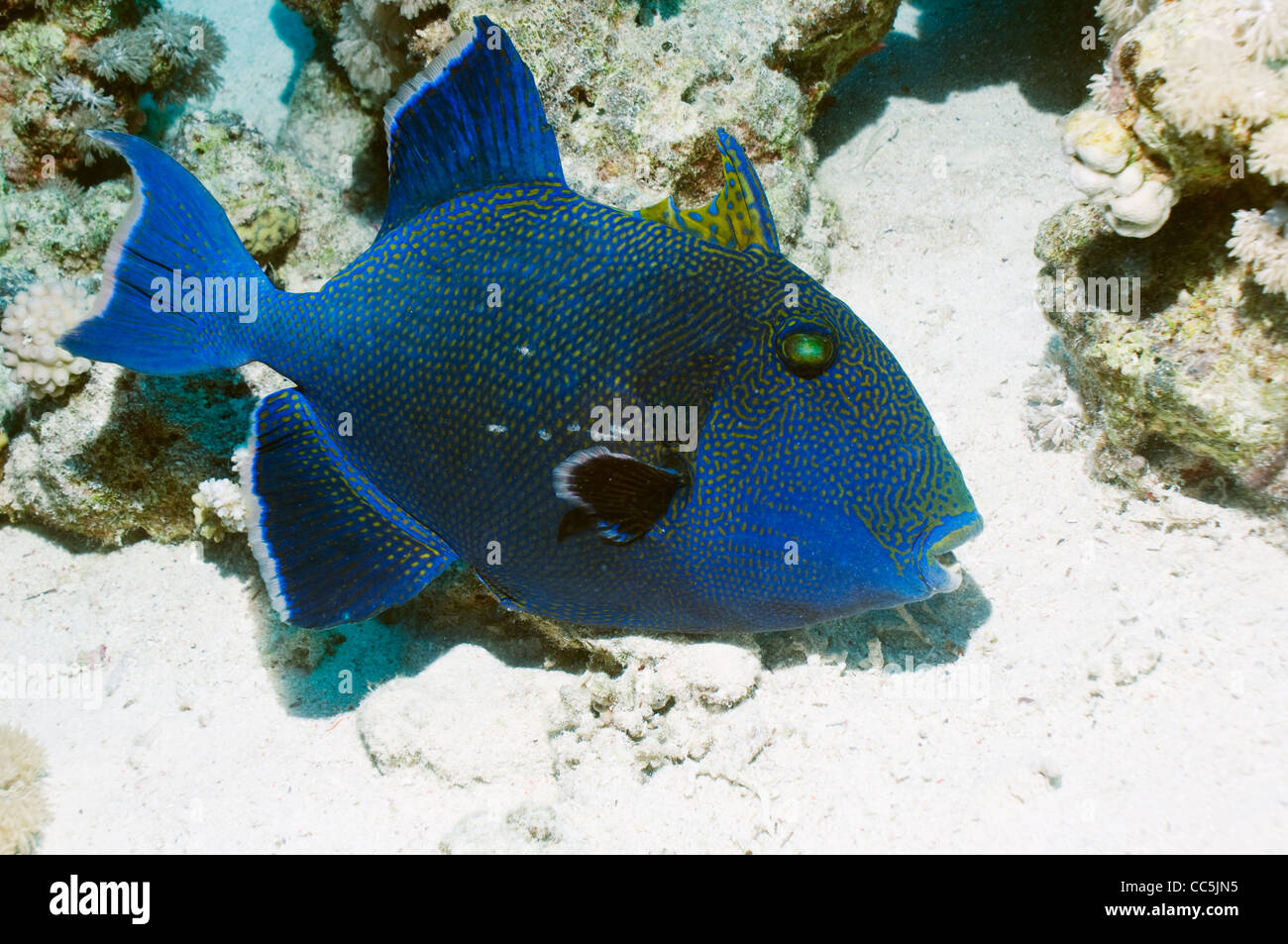 Blauer Drückerfisch (Pseudobalistes Fuscus). Ägypten, Rotes Meer. Stockfoto