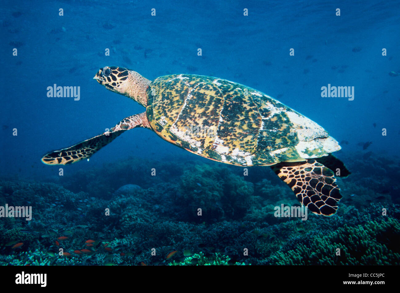Echte Karettschildkr te Eretmochelys Imbricata Schwimmen Sipadan echte-karettschildkr-te-eretmochelys-imbricata-schwimmen-sipadan