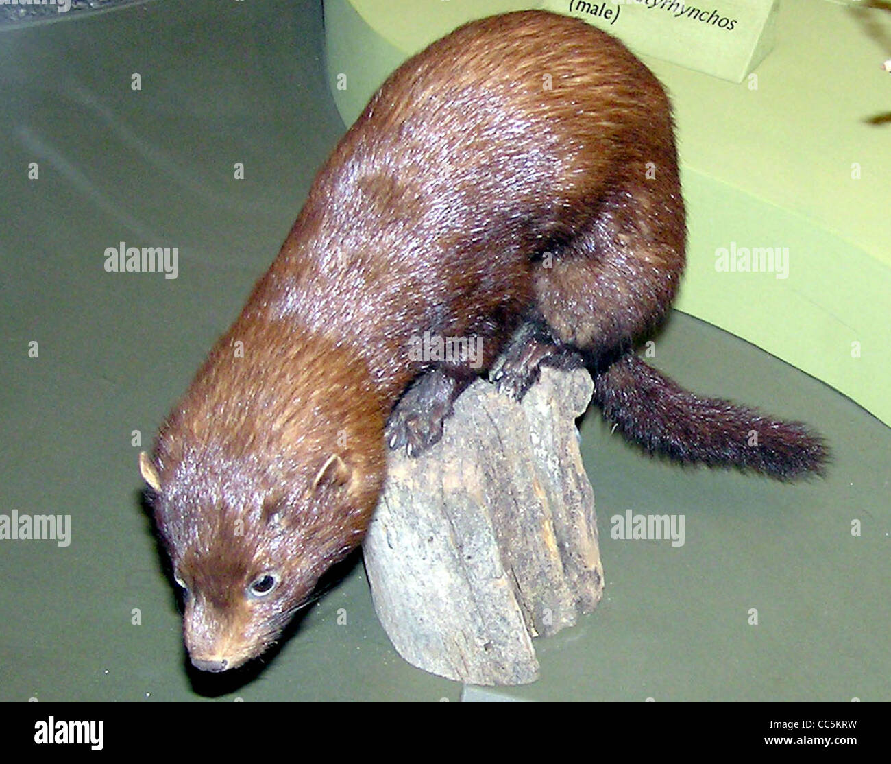 Amerikanische Nerze Mustela Vison (gefüllt) in Bristol City Museum, Bristol, England. Stockfoto