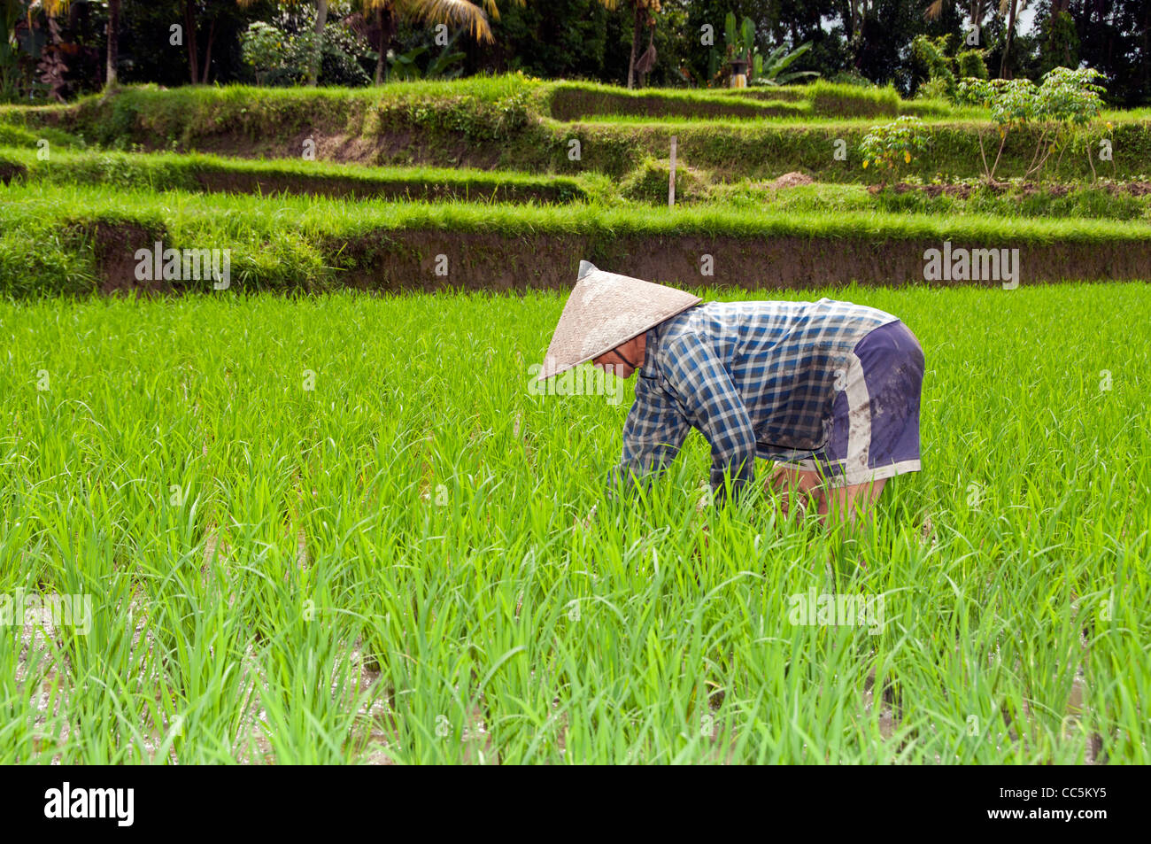 Frau auf Reisfelder auf Bali Indonesien Stockfoto