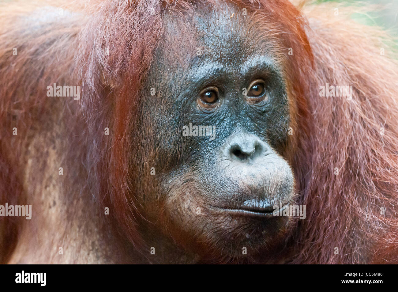 Ein enger Porträt eines wilden aber habituierten, Erwachsene weibliche Orang-Utan, Camp Leakey, Borneo. Stockfoto