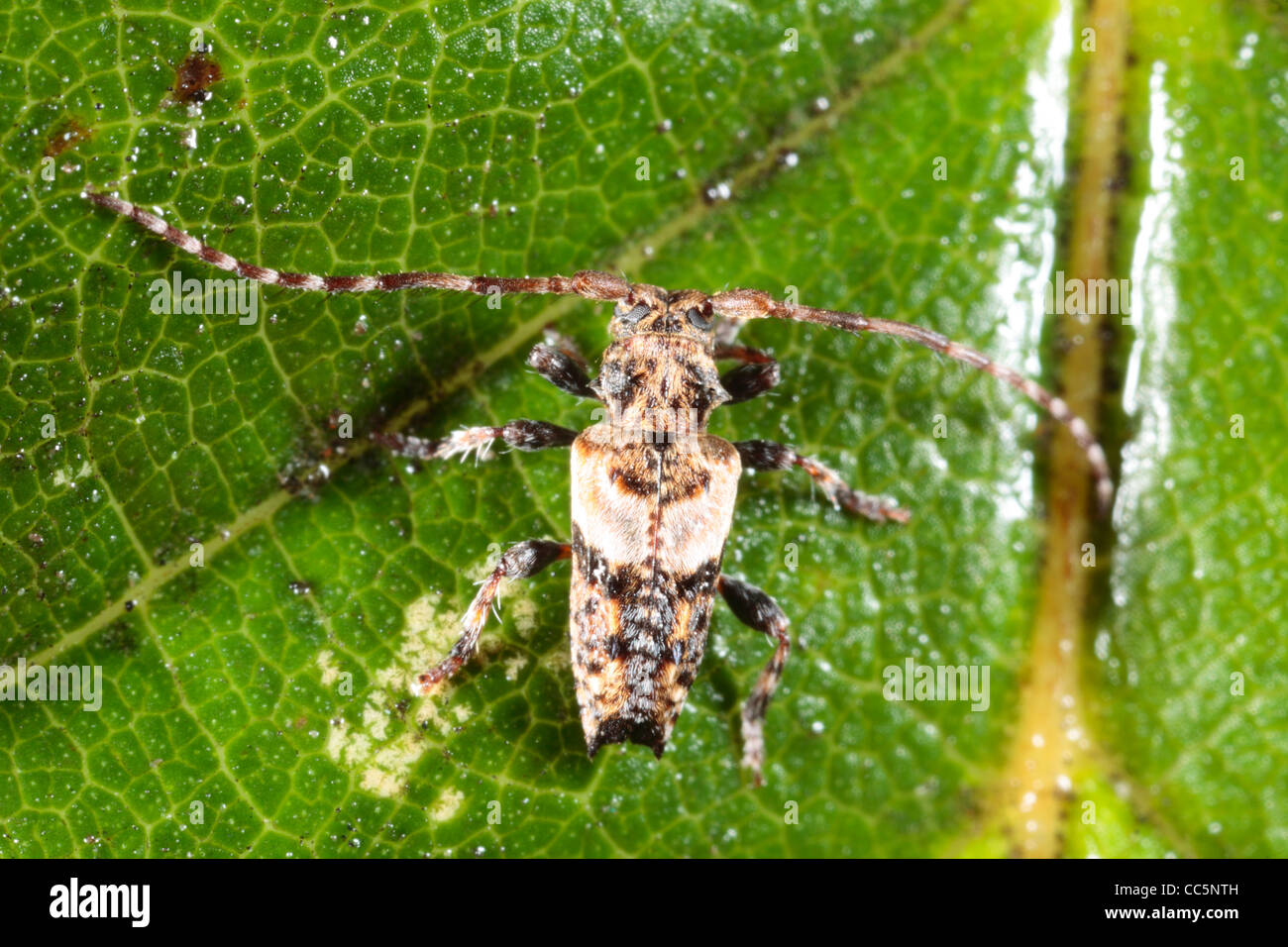 Geringerem Thorn-bestückte Longhorn Beetle (Pogonocherus Hispidus) auf einem Blatt. Shropshire, England. September. Stockfoto