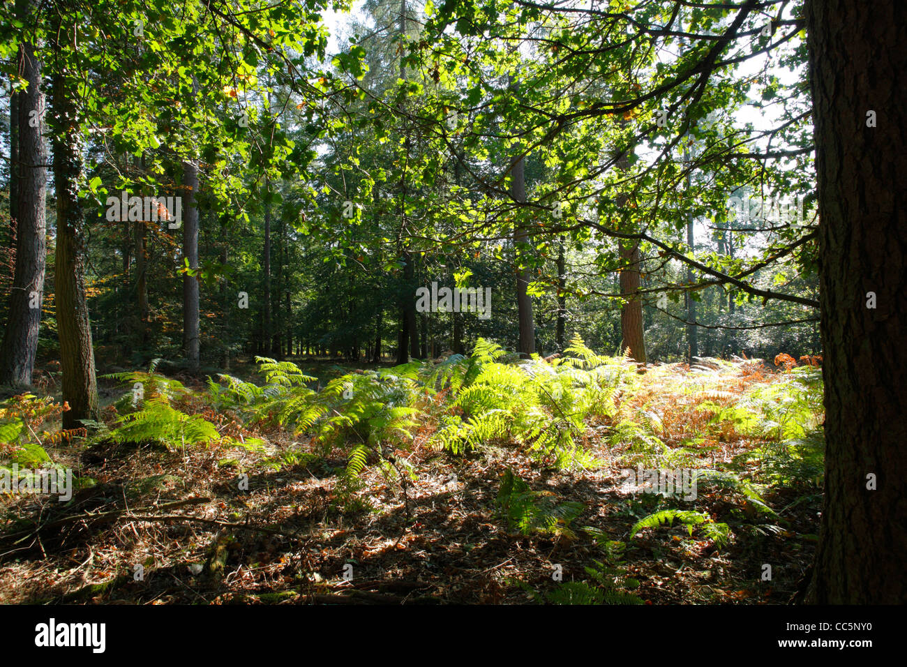 Eichen- und Nadelwald Mischwald in Wald des Dekans, Gloucestershire, England. September. Stockfoto
