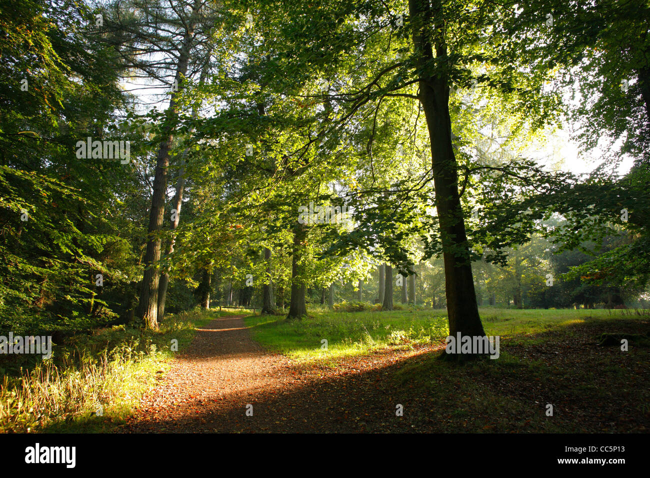 Weg durch Buche/Nadelwald Mischwald. Der Wald des Dekans, Gloucestershire, England. September. Stockfoto