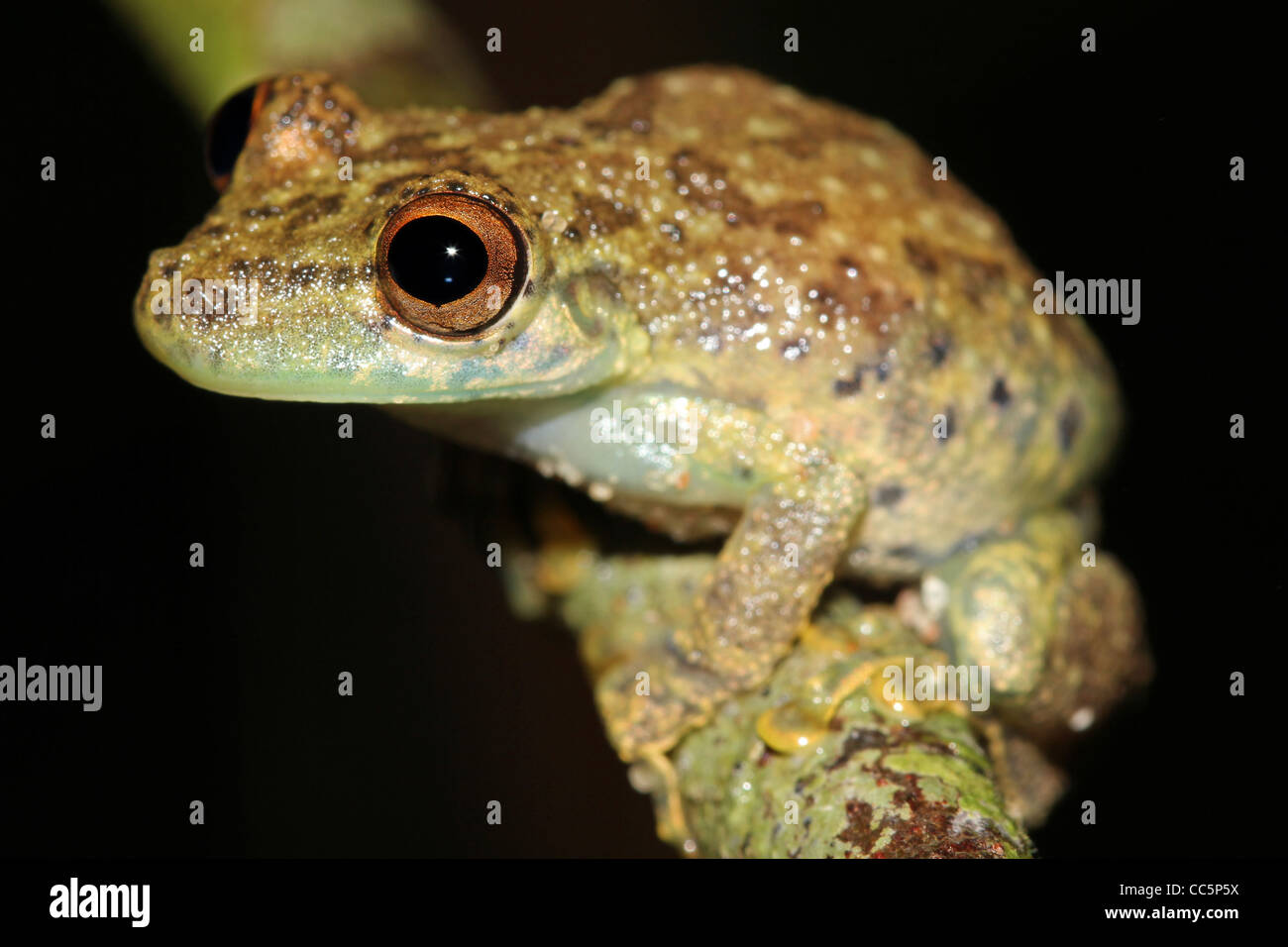Eine niedliche Amazon Snouted-Frosch (Scinax Ictericus) in den peruanischen Amazonas-viel Platz für text Stockfoto