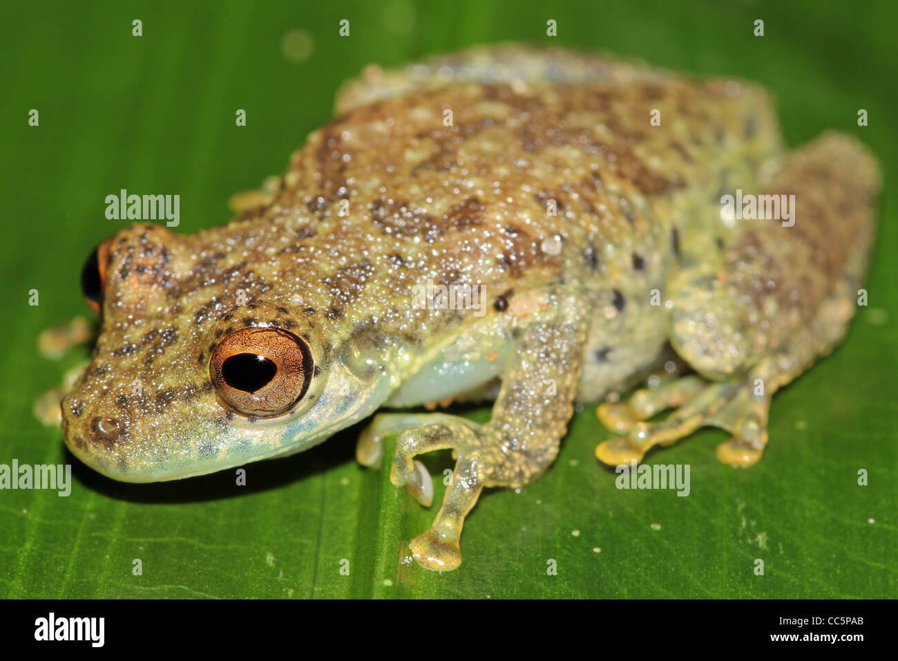 Eine niedliche Amazon Snouted-Frosch (Scinax Ictericus) in den peruanischen Amazonas-viel Platz für text Stockfoto
