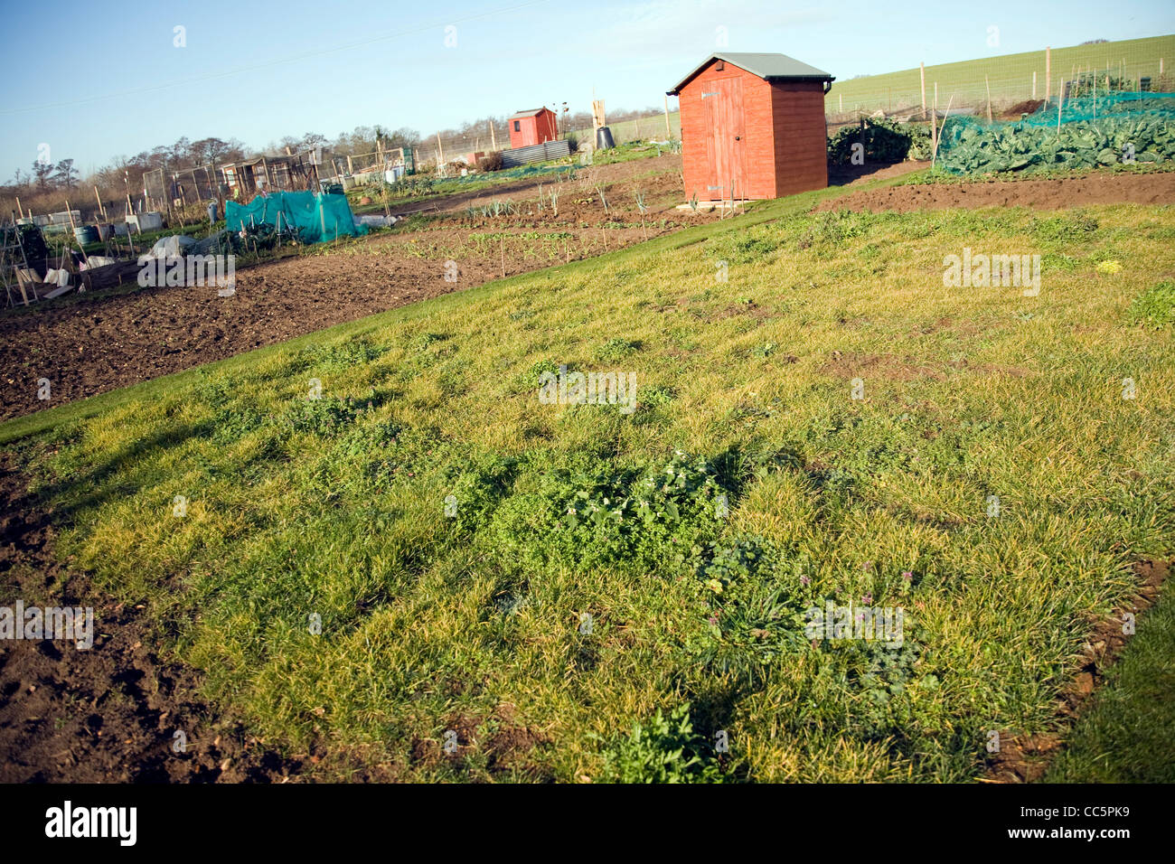 Rasen über Winter auf Zuteilung Plot als Gründünger angebaut Stockfoto