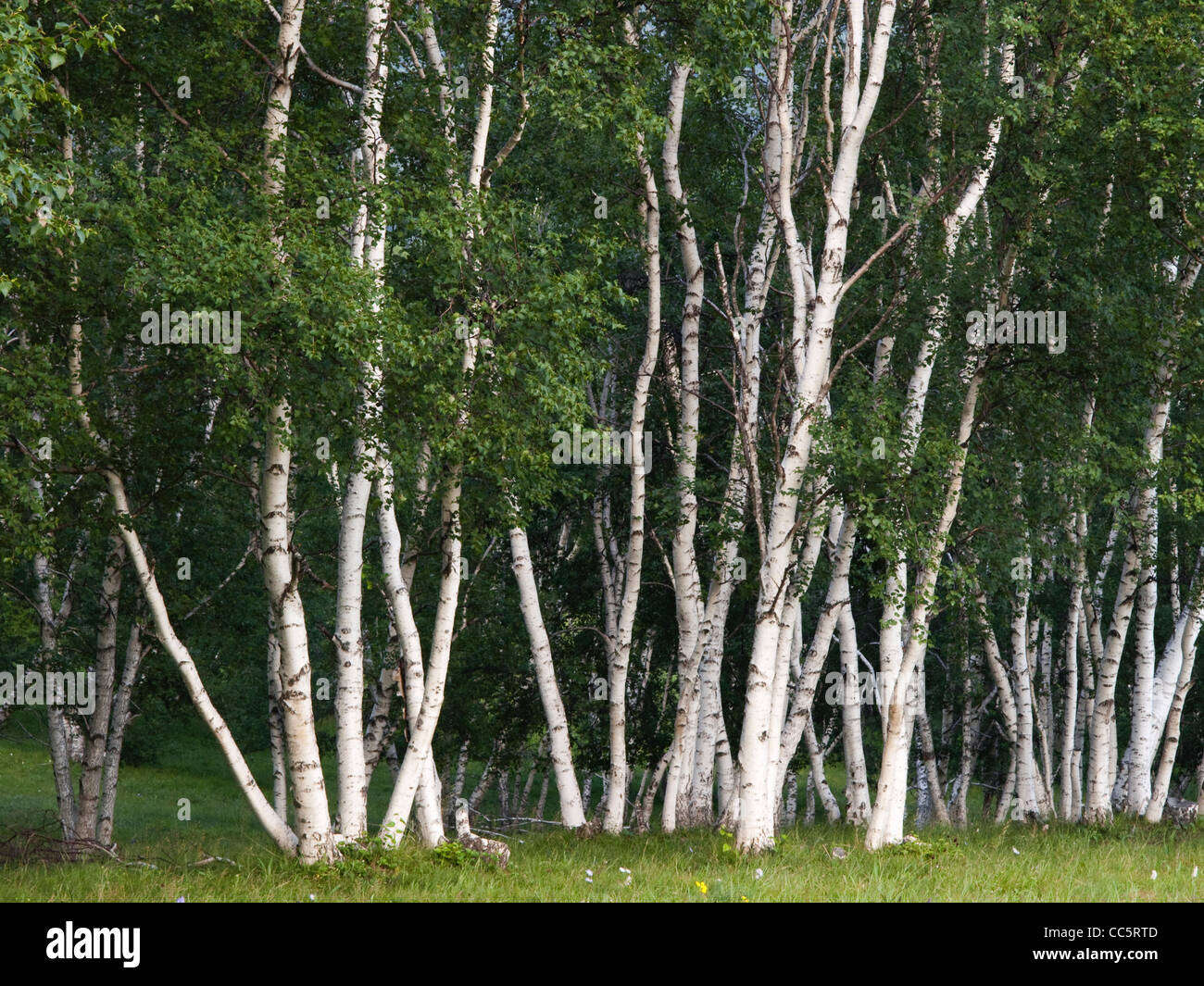 Silber Birkenwald, Fengning Bashang Grasland, Chengde, Hebei, China Stockfoto